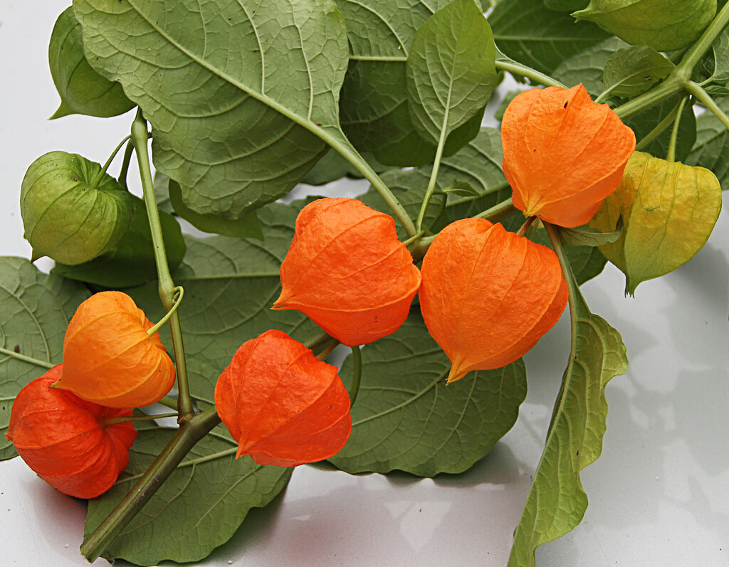 Растение Оранжевое С Ягодой Внутри