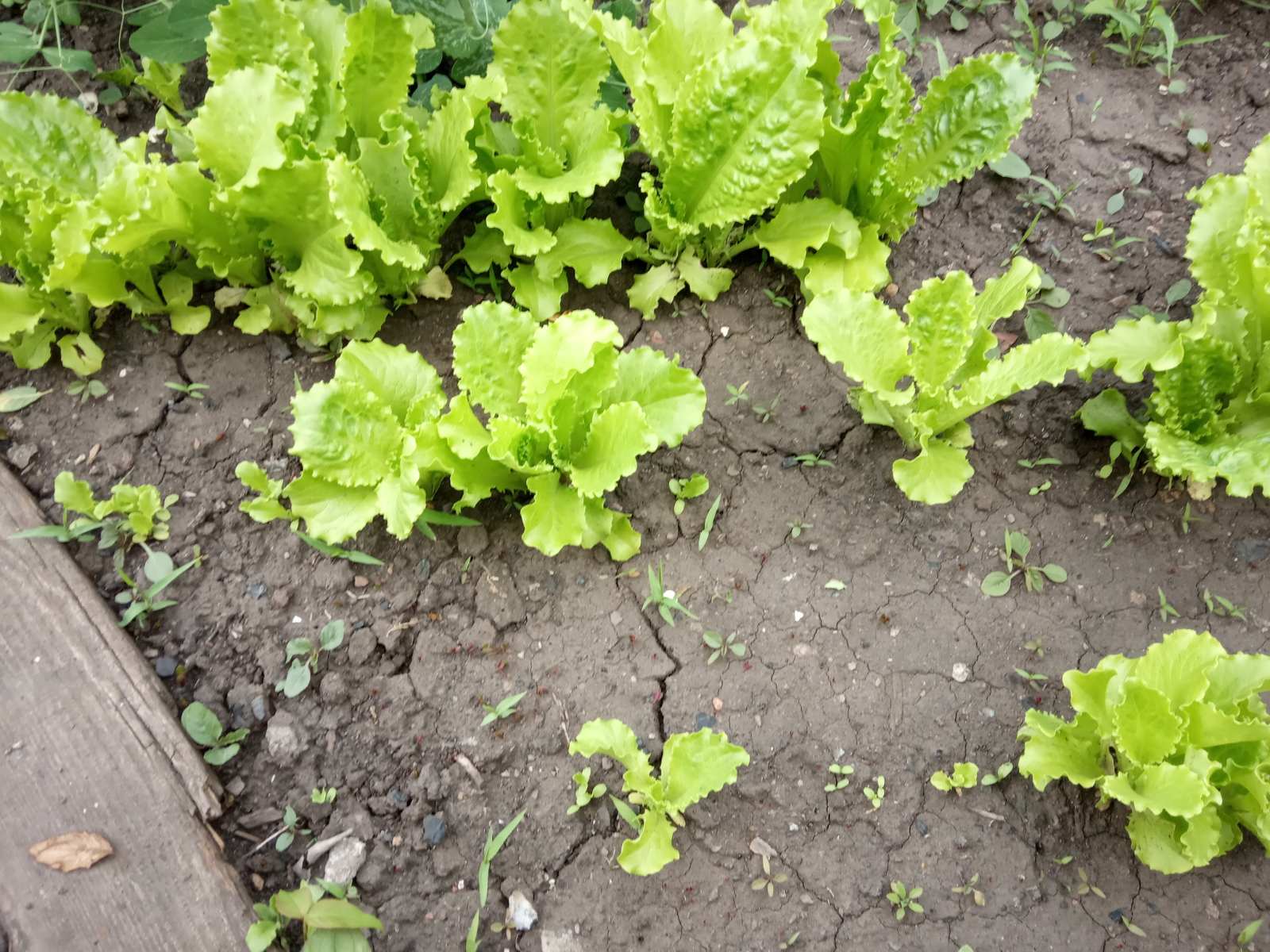 Салат посадить в огороде. Салат листовой на грядке. Латук растет на грядке. Листья салата в огороде. Виды салатов для посадки.