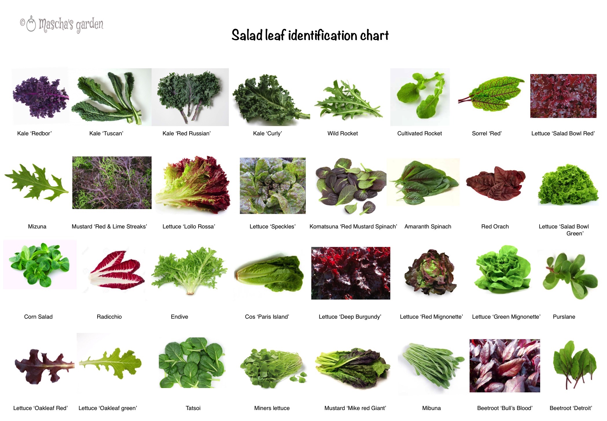 салатные листья виды и названия с фото