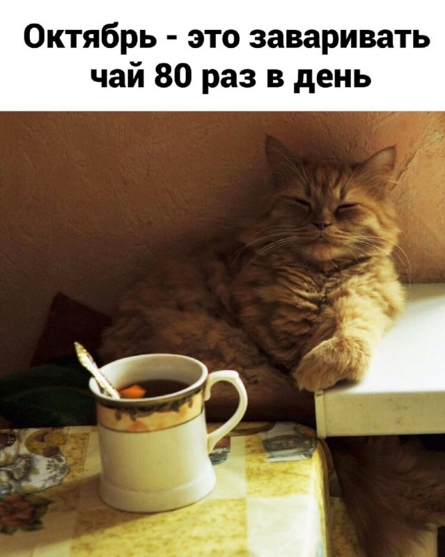 Кот пьет чай