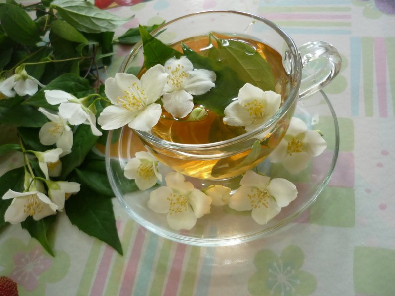 Жасмин цветок чайный