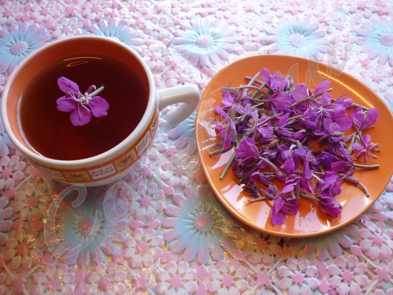 Чай из Иван чая