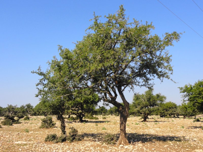 Дерево Ардыч Турция