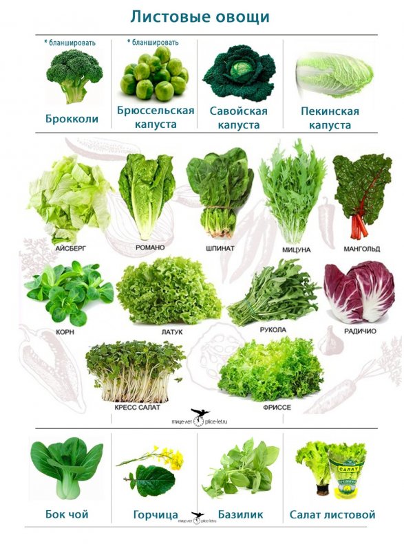 Салатно Шпинатные овощи список