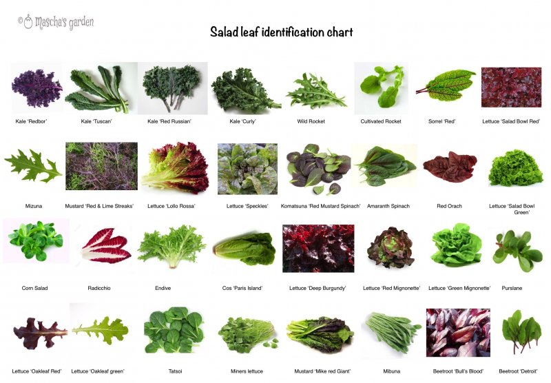 Виды зелени для салатов