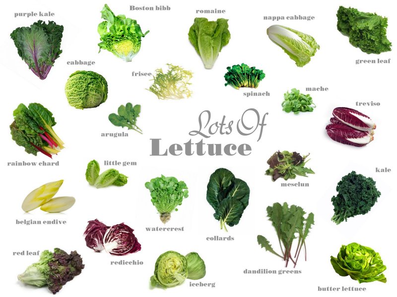 Типы салатов листовых