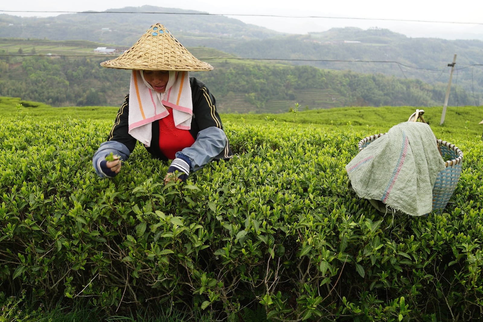 Сбор китайского чая. Юньнань чайные плантации. Китай Юньнань чайные плантации. Чайная плантация Китай Юннань. Китайский чай Юньнань.