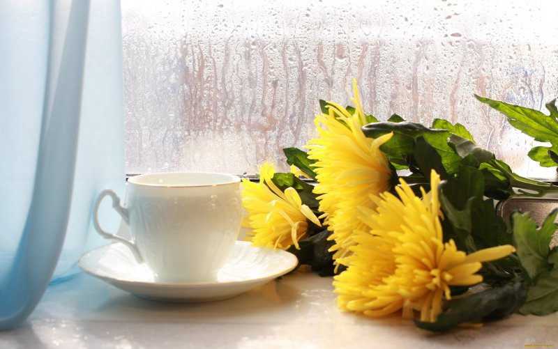 Утро кофе хризантемы