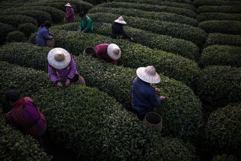 Чайные плантации в Китае собирают
