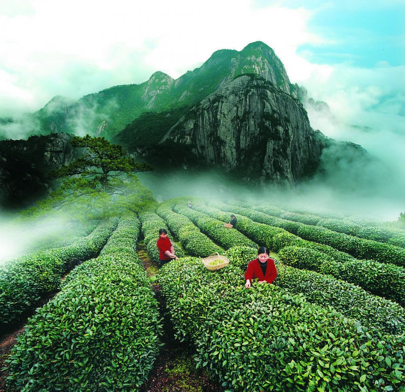 Чайные плантации в Китае
