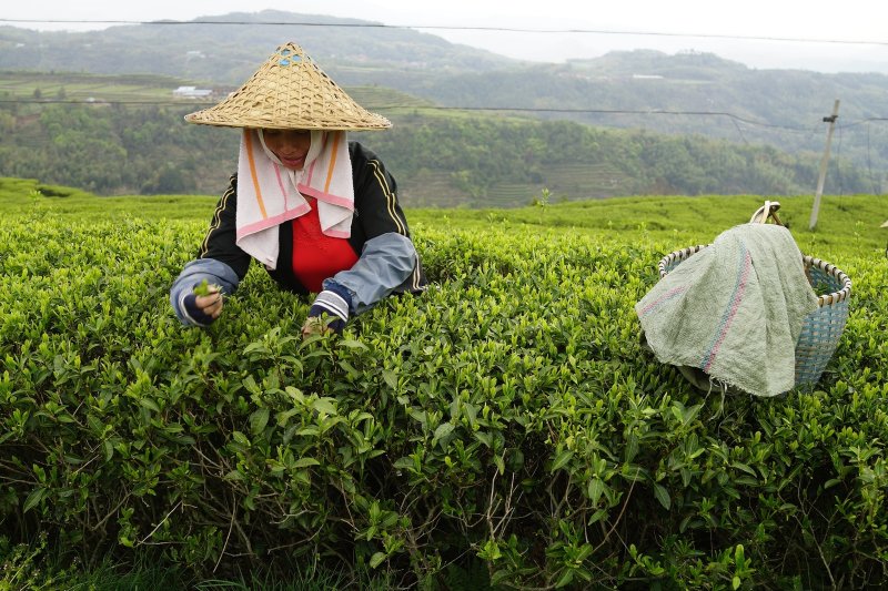 Гуанчжоу чайные плантации