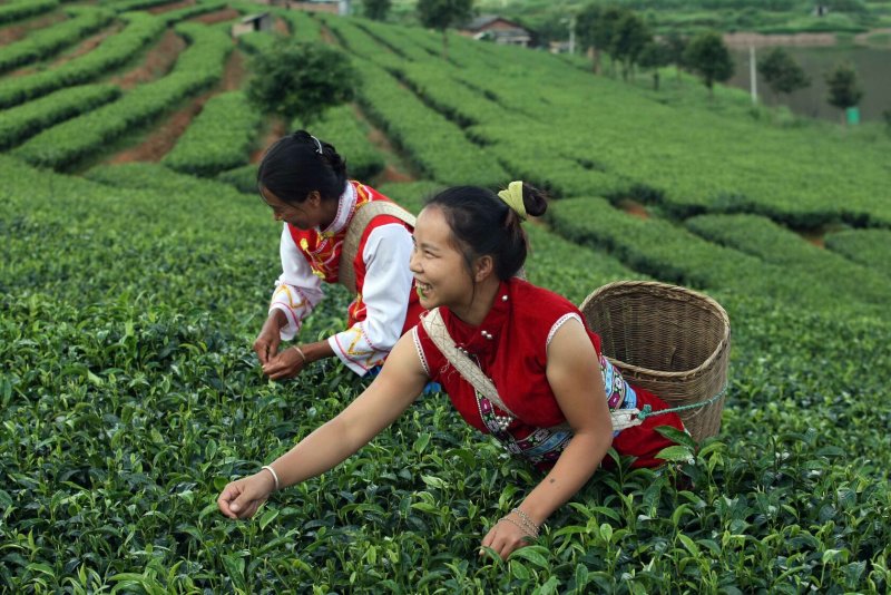 Плантации чая в Юньнань