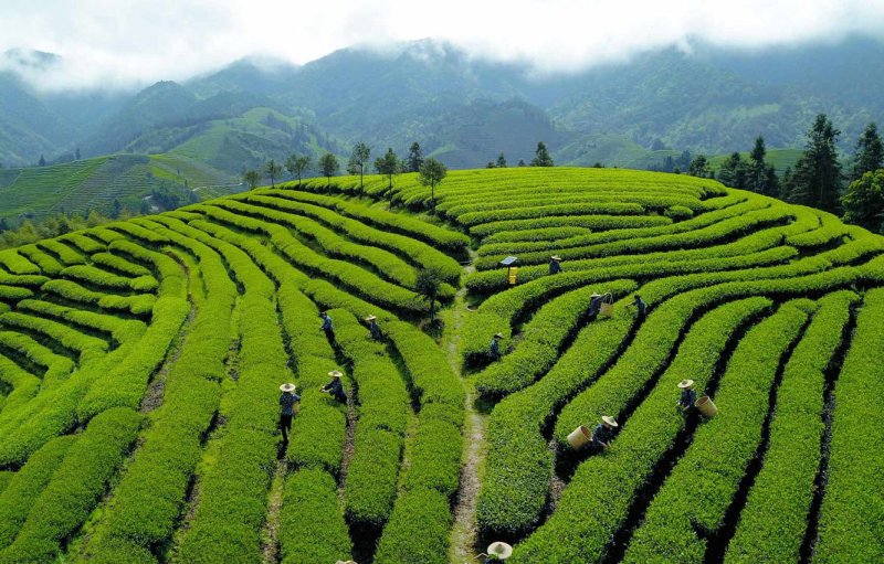 Китай чайные плантации Фуцзянь