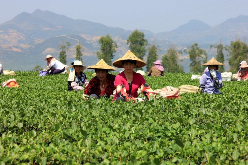 Плантации чая в Китае