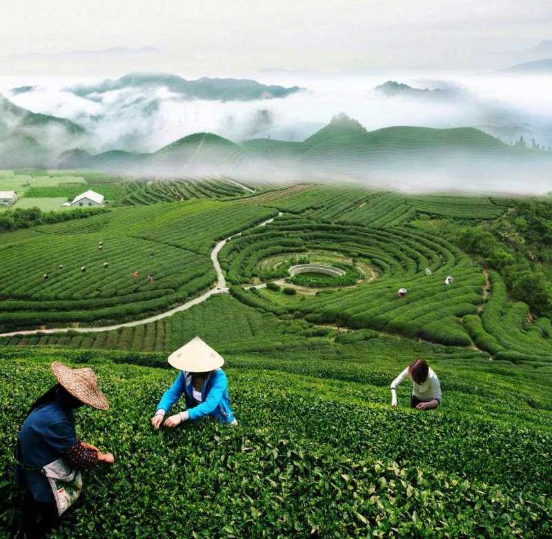 Ханчжоу чайные плантации
