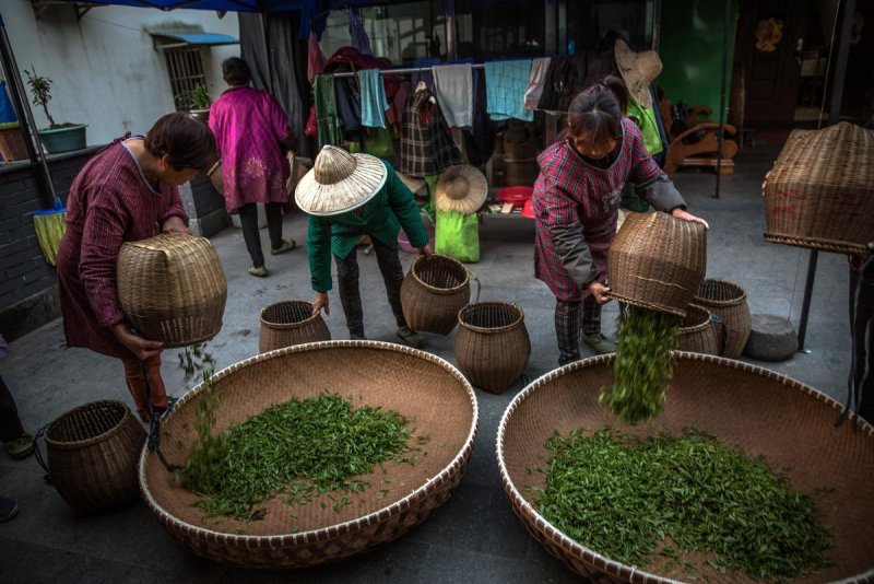 Чайные плантации в Китае собирают