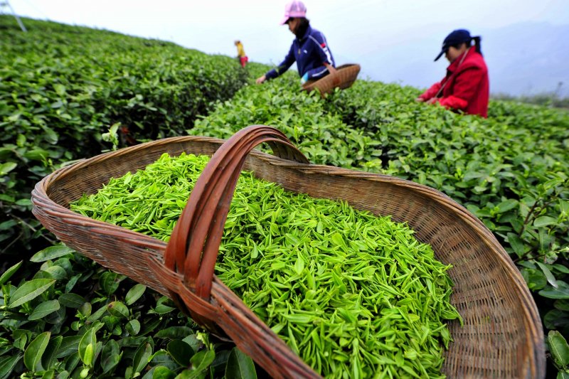 Чайная плантация сбор чая